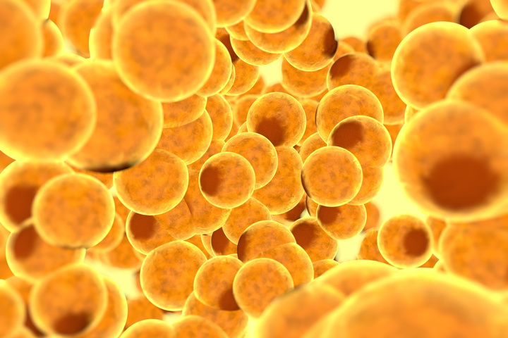 3D rendering of healthy fat cells, making up the tissue from which mesenchymal cells are extracted.