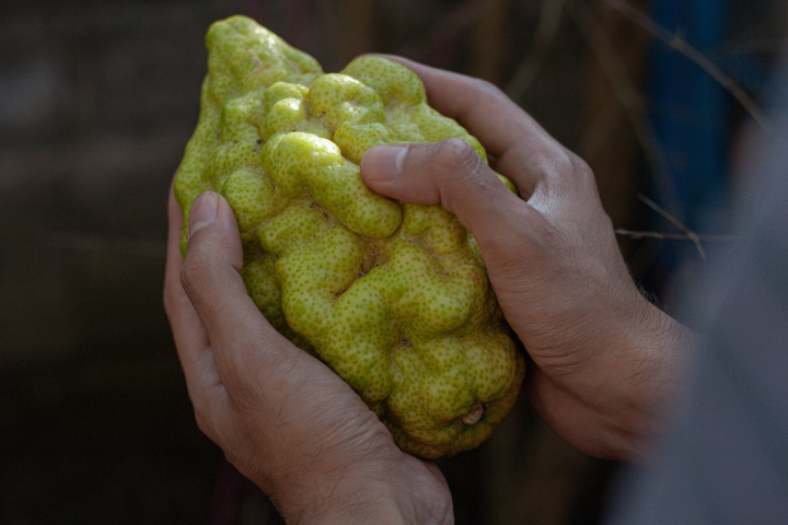 Checking an etrog for Sukkot. Photography: Courtesy of Pexels.