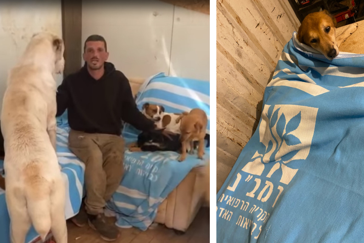 Yuval Mendelovitz with some of his dogs being kept warm by the blankets gifted by Rambam. Photography: Rambam HCC.