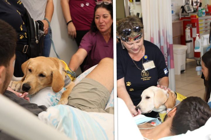 The Labrador pups visit wounded soldiers at Rambam Photography: Rambam Health Care Campus
