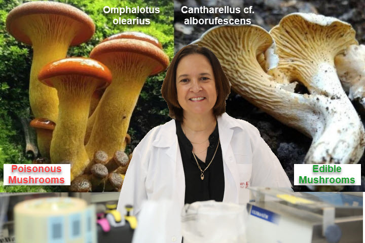 Dr. Yael Luria showing an example of edible vs poisonous mushrooms. Photography: Rambam HCC and mushrooms by Yaniv Segal, a mushroom identification expert consultant for The Israel Poison Information Center.