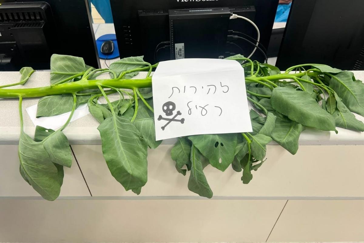בתמונה: הצמח שהובא לרמב"ם יחד עם המטופלים.  צילום סטילס ו- ווידאו: הקריה הרפואית רמב"ם.