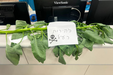 Tree tobacco brought to hospital by the patients