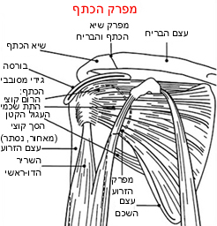 איור ומקרא של מפרק הכתף