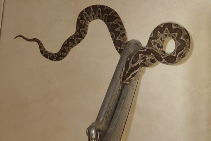 Photo: The viper after its capture in the family’s home